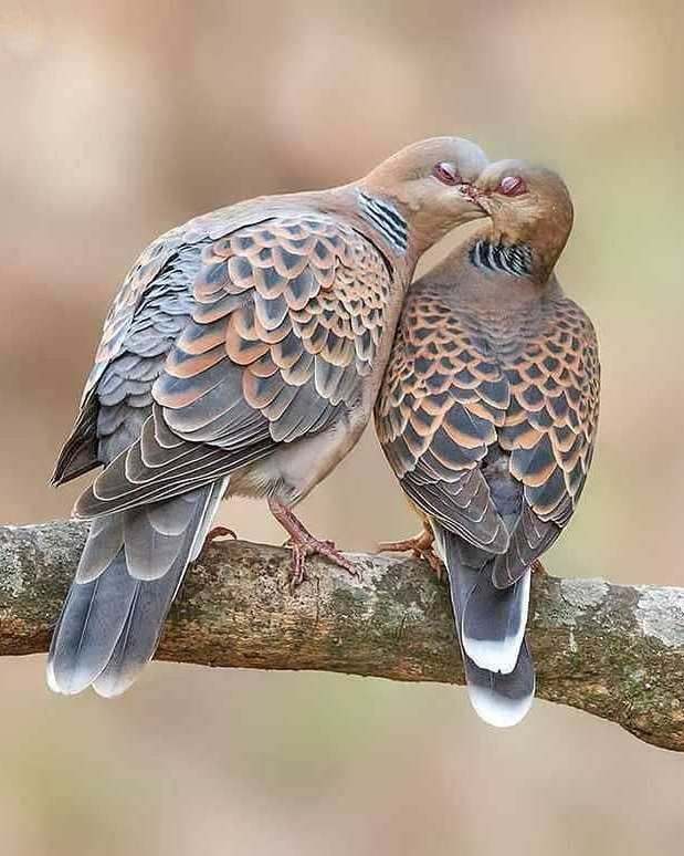 two birds sitting on top of a tree branch next to each other with their eyes closed