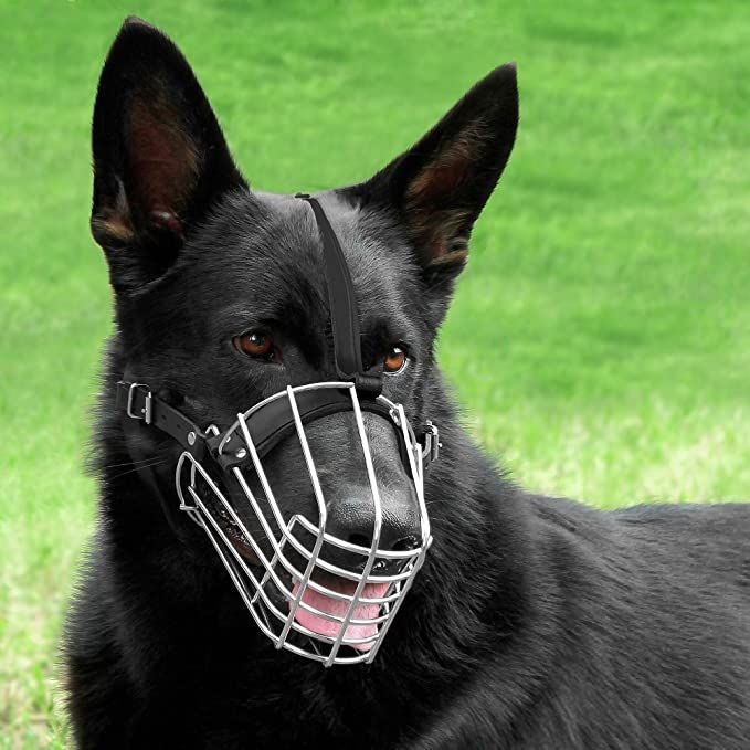 a black dog with a muzzle on it's face sitting in the green grass