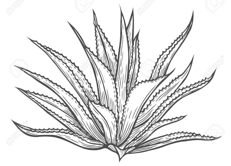 an aloena plant with long leaves in black and white ink on a white background