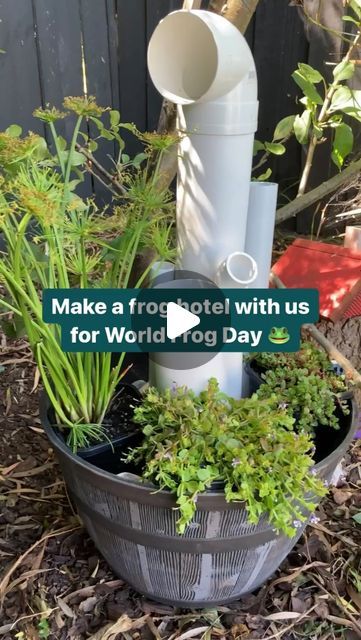 a planter filled with plants next to a fence and words that read make a frog smell with us for world frog day