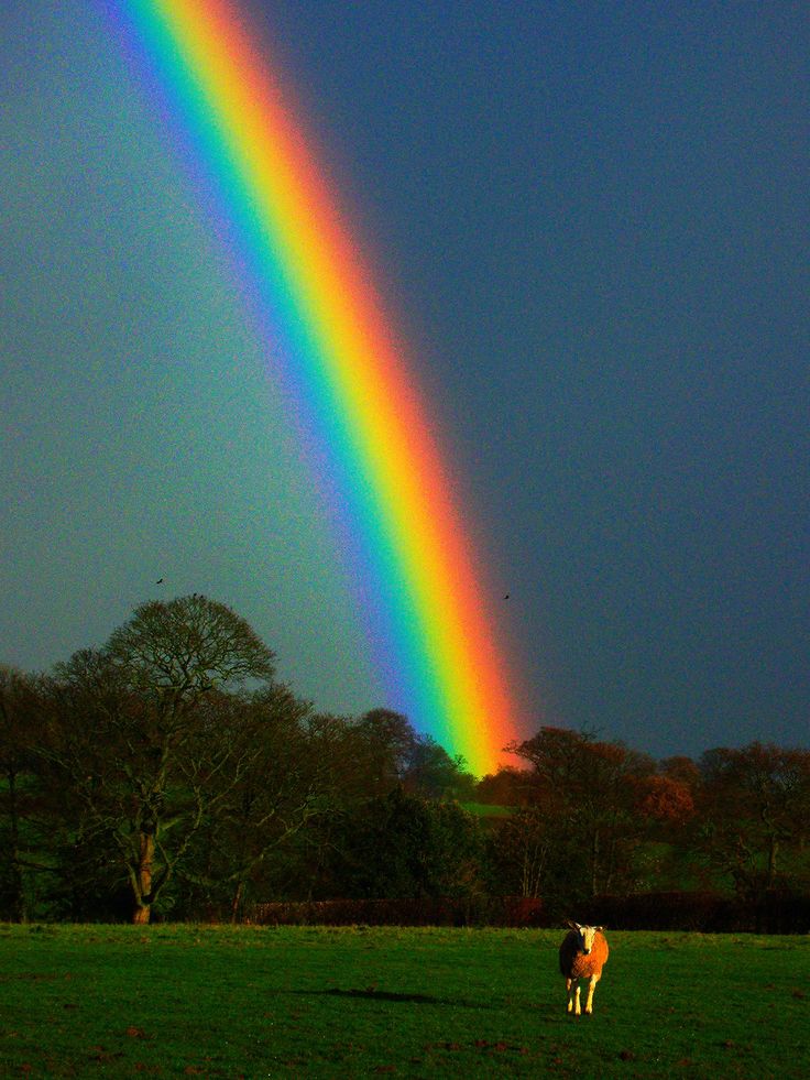 a cow standing in a field under a rainbow