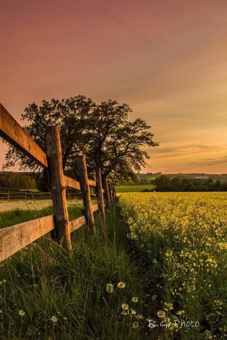 a wooden fence in the middle of a field with wildflowers and trees at sunset