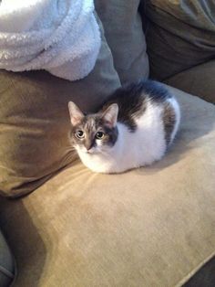 a cat sitting on the back of a couch next to some pillows and toweles