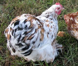 two brown and white chickens standing on top of a grass covered field next to each other