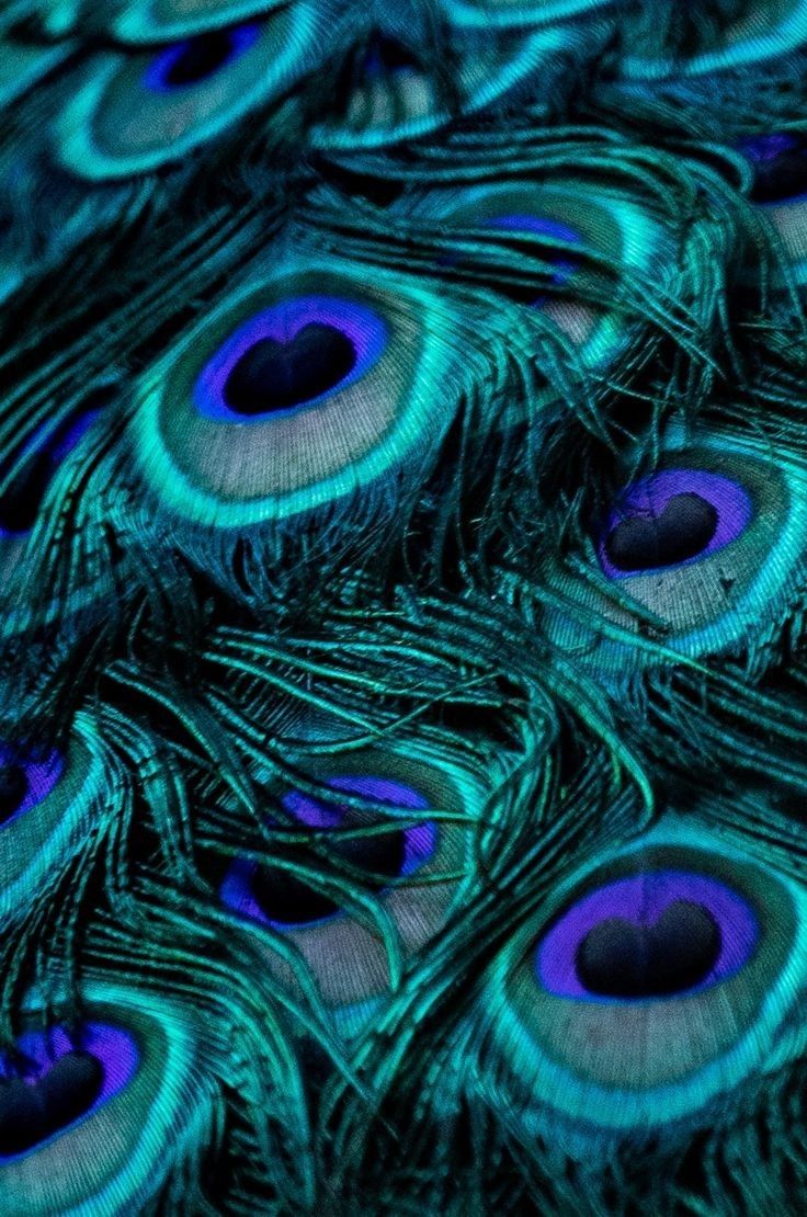 peacock feathers with blue and green colors