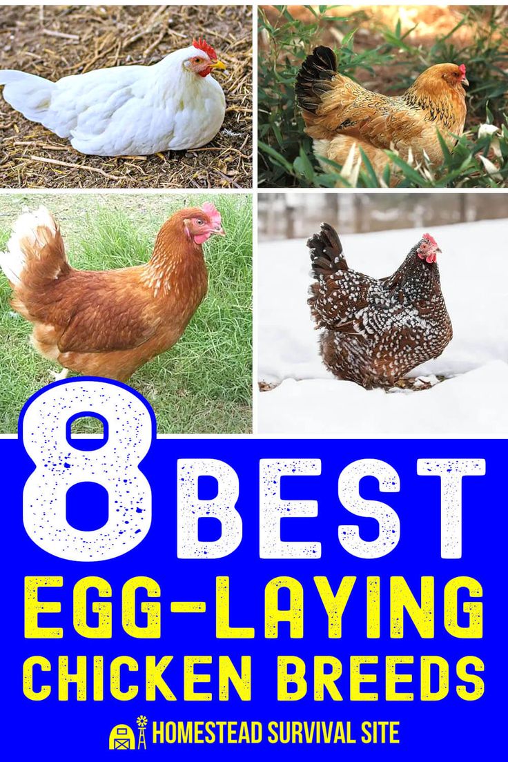 8 best egg laying chickens in the backyard