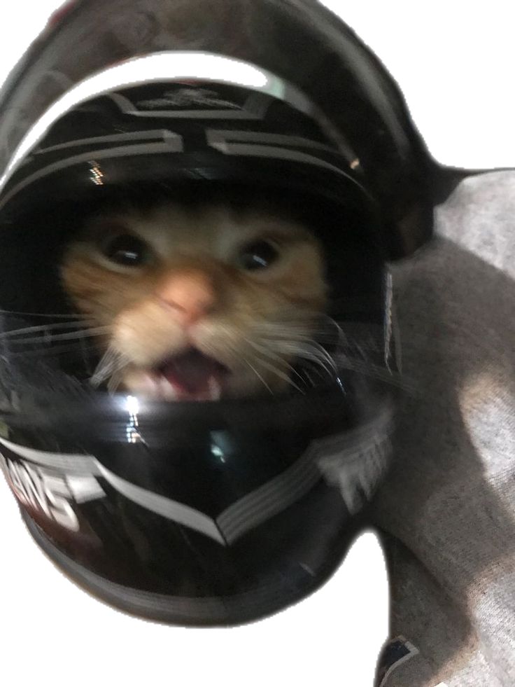 a cat wearing a helmet with its mouth open and it's head sticking out