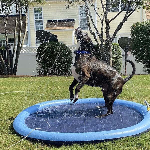 a dog jumping in the air on top of a blue frisbee covered in water