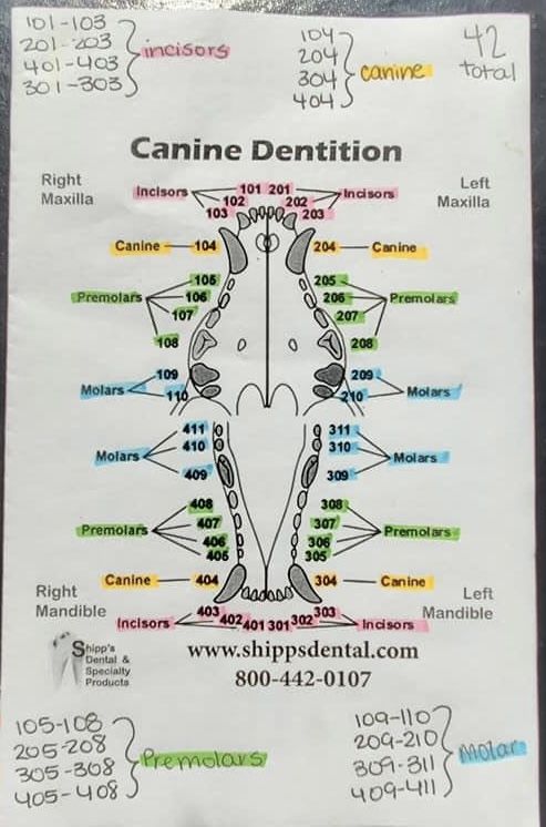 a paper with an image of a dog's teeth and the words canine dentition on it