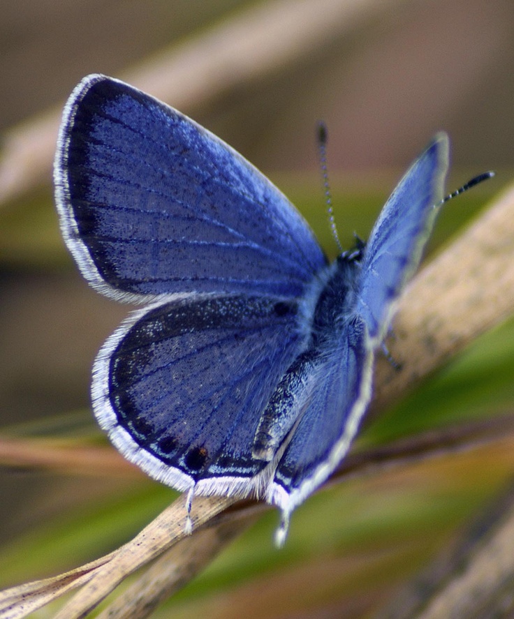 a blue butterfly sitting on top of a plant