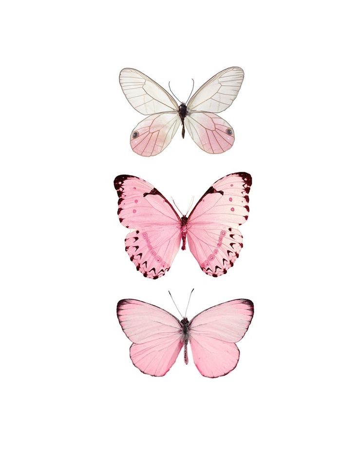 three pink and white butterflies flying in the same direction, with one being smaller than the other