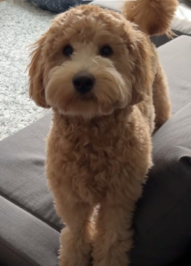 a brown dog standing on top of a couch