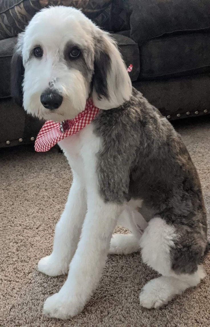 a dog sitting on the floor wearing a red and white bow tie