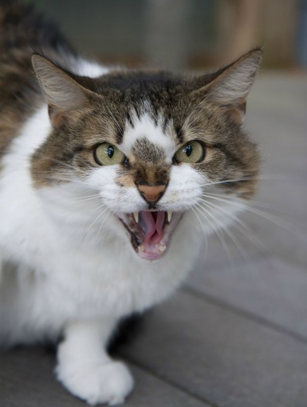 a cat with its mouth open showing it's teeth