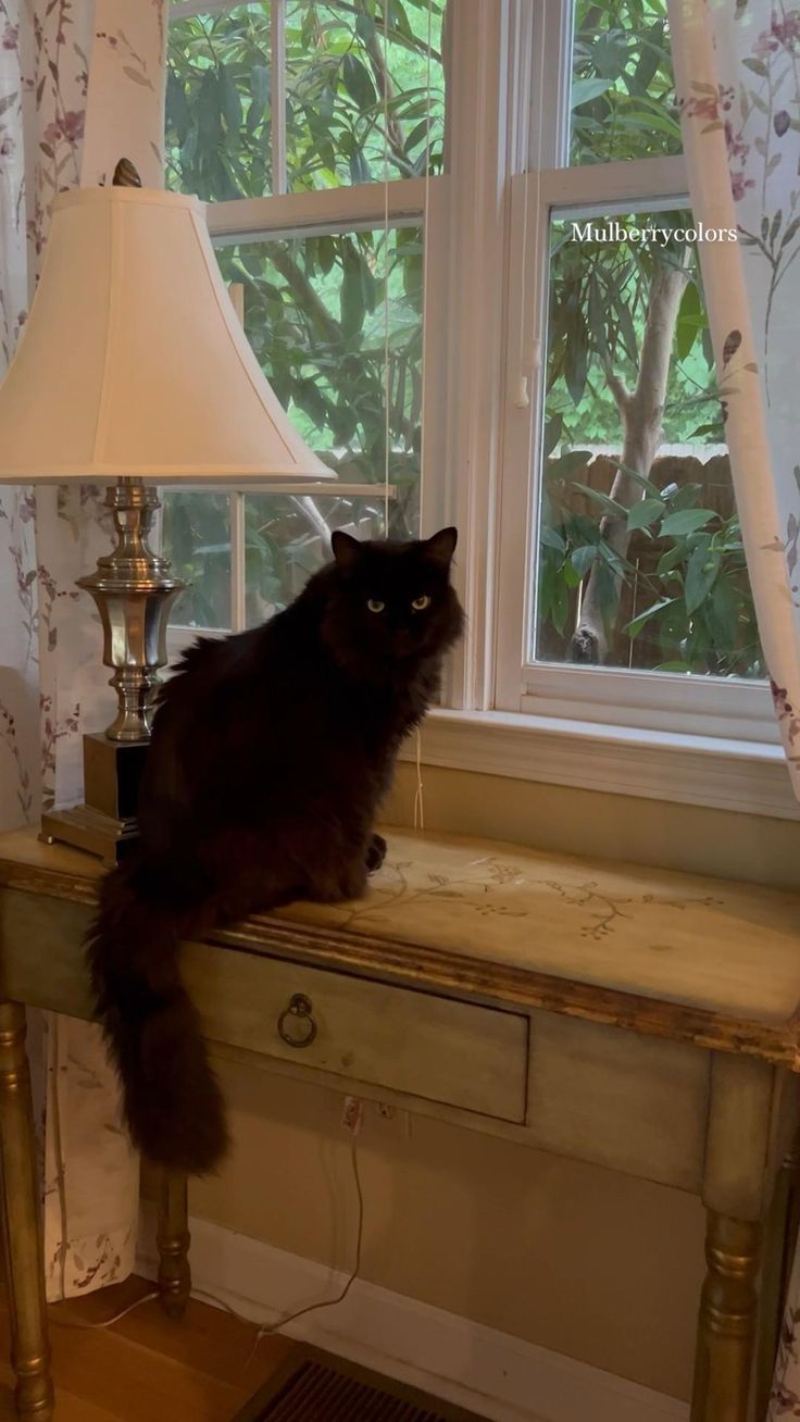 a black cat sitting on top of a wooden table next to a lamp and window