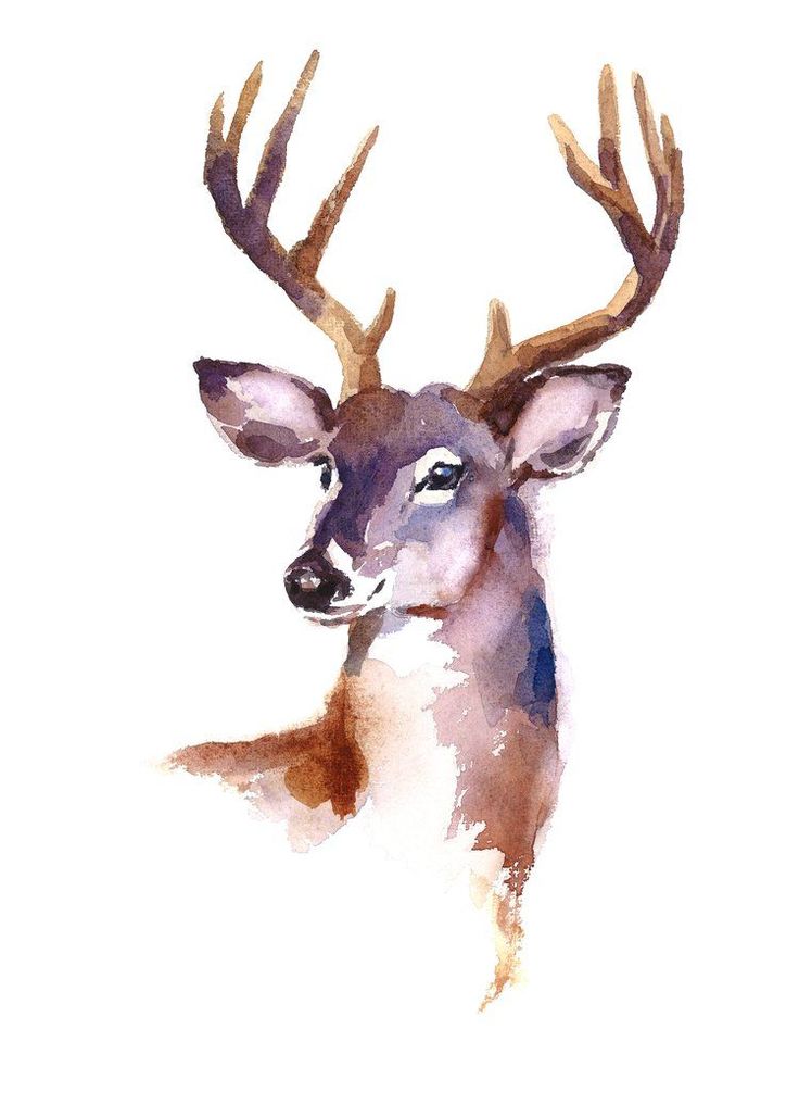 a drawing of a deer with antlers on it's head