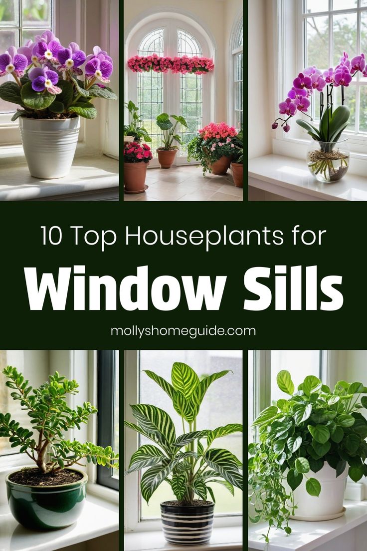 the top houseplants for window sills