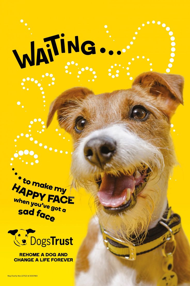 Independent creative agency 18 Feet & Rising has launched a new through-the-line ad campaign for the UK’s largest dog welfare and rehoming charity, Dogs Trust. Pet Advertising, Dog Marketing, Pet Branding, Dogs Trust, Dog Branding, 카드 디자인, Web Banner Design, Print Advertising, Creative Ads