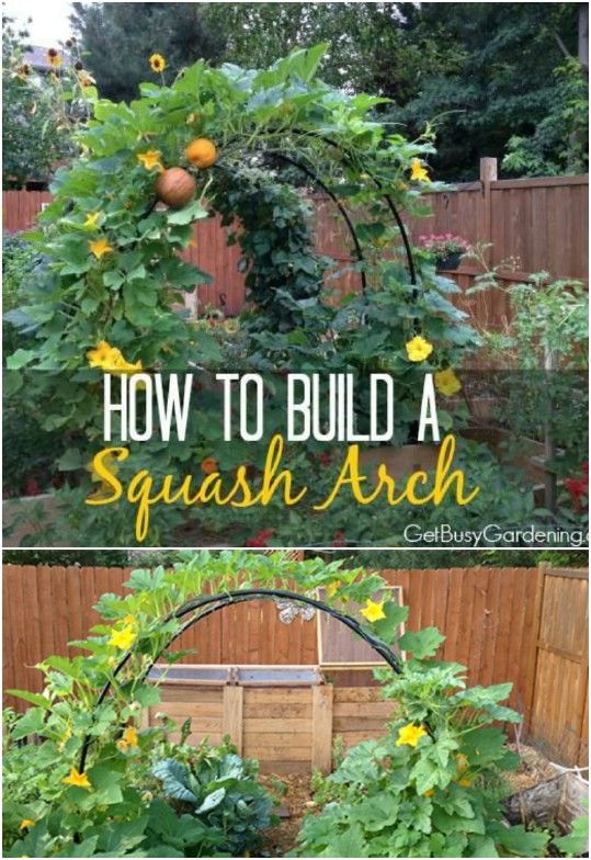 how to build a squash arch in the garden with lots of plants and flowers