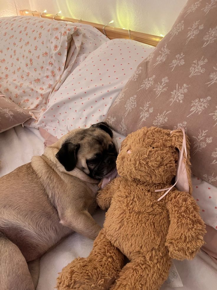 a pug dog laying on top of a bed next to a teddy bear