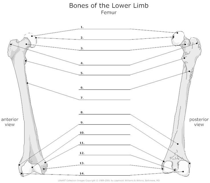 the bones of the lower limbs and lower limbs are labeled in this diagram, which shows the