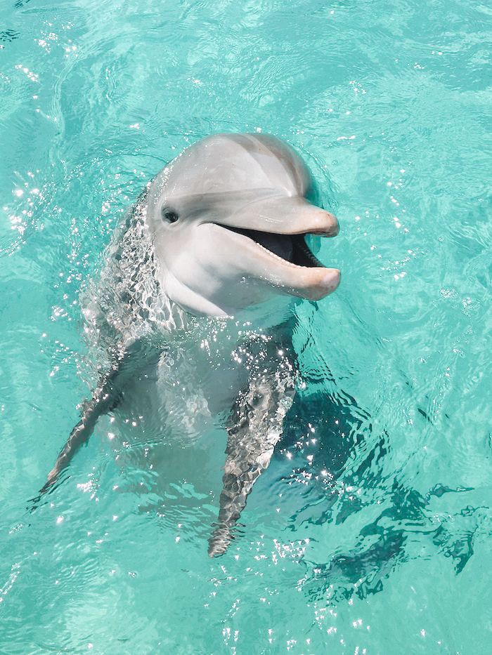 a dolphin swimming in the water with its mouth open