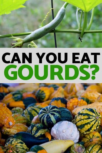 what can you eat in gourds? and how to get them right now