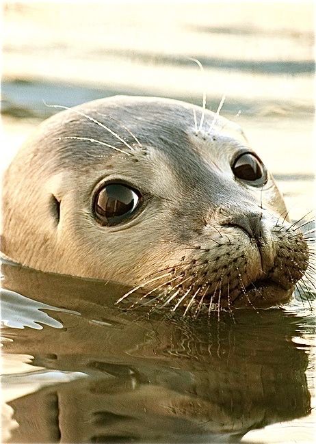 a baby seal is swimming in the water