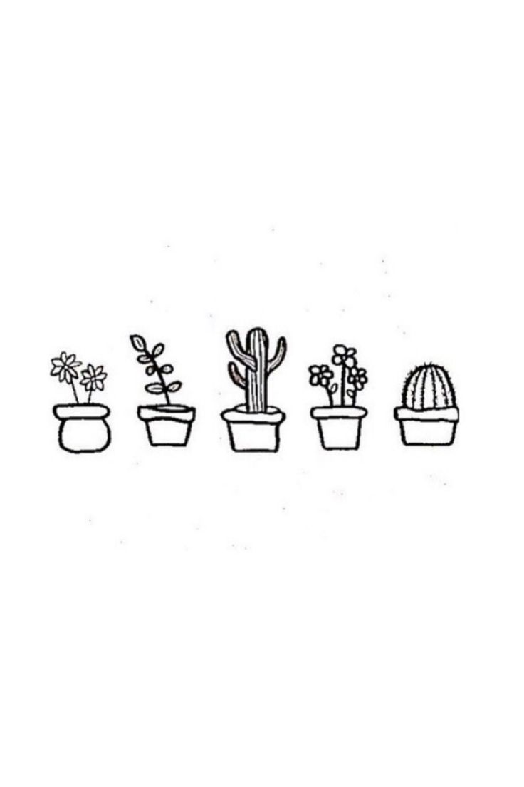 four potted plants are lined up in the same row, with one plant on each side