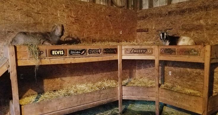 some animals are laying on top of wooden bunk beds