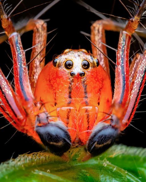 a close up view of a spider on a leaf