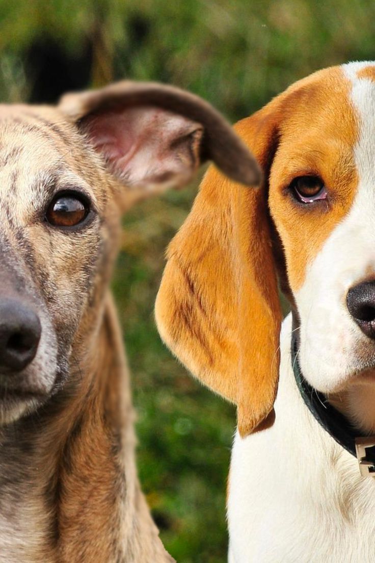 Whippet Beagle Mix Whippet Mix, Health Exercise, Beagle Mix, Dog Brain, Family Pets, Brain Training, Fun Loving, Love Pet, Dog Behavior