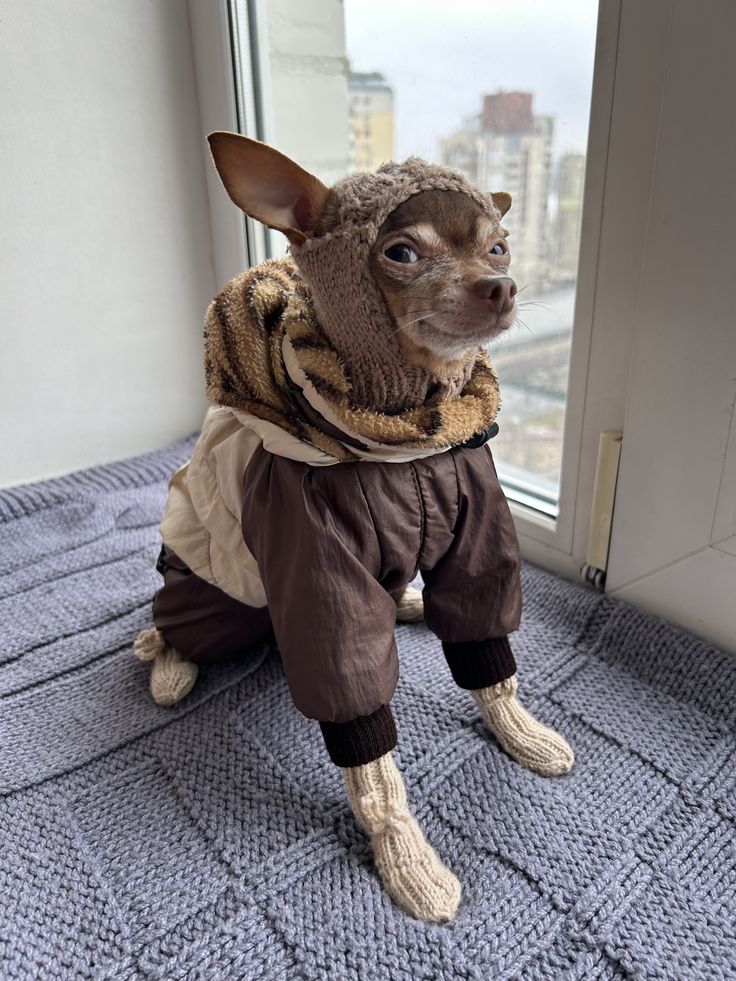 a small dog dressed in clothes standing on top of a bed next to a window