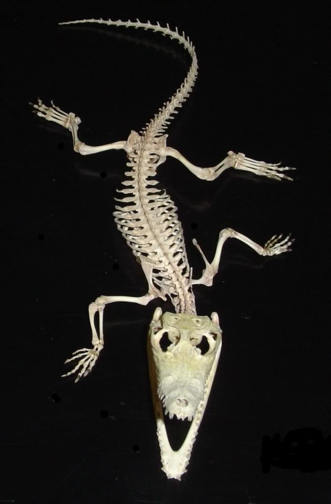 the skeleton of a lizard is shown in black and white