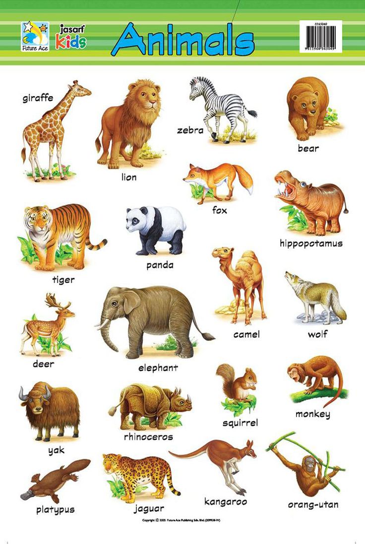 an animal chart with different animals and their names in english, spanish, and german