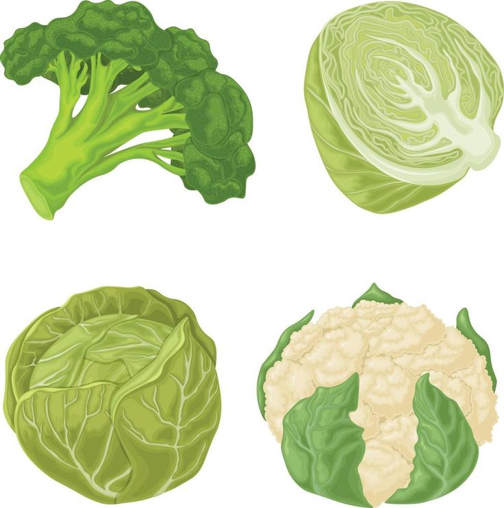 Vegetables. A set of vegetables such as cabbage, broccoli and cauliflower. Vitamin vegetarian products. Organic farm products. Vector illustration on a white background Cauliflower Illustration, Cabbage Illustration, Cabbage Broccoli, Broccoli And Cauliflower, Farm Products, Vector Nature, Organic Farm, White Illustration, Background Background