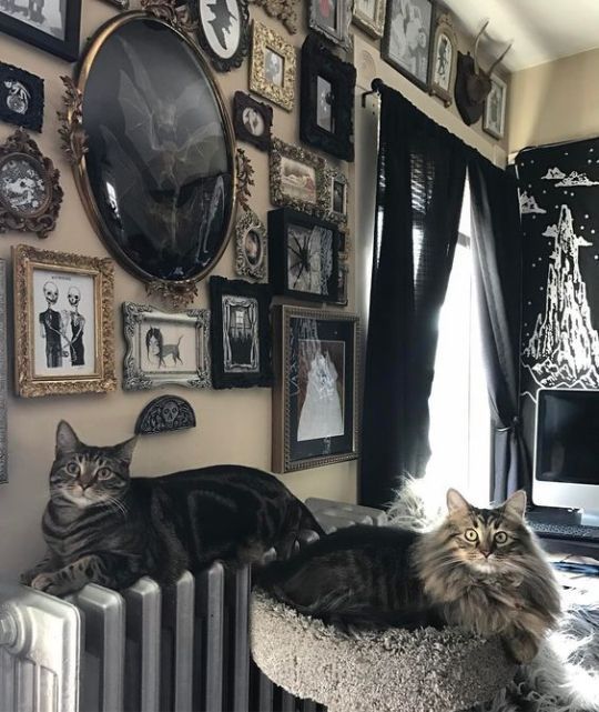 two cats laying on top of a cat bed in front of a wall full of pictures