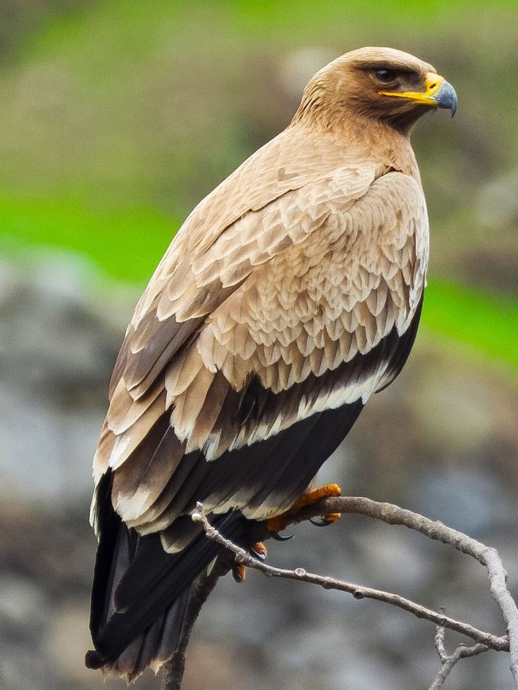 a brown and black bird sitting on top of a tree branch