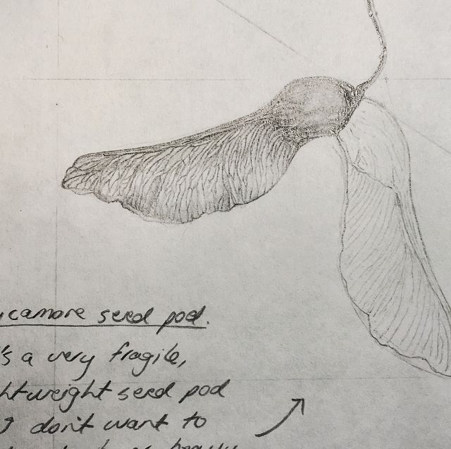 a drawing of a bird flying in the air with its wings spread out and words written below it