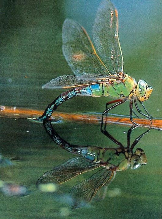 a dragon fly sitting on top of a leaf in the water