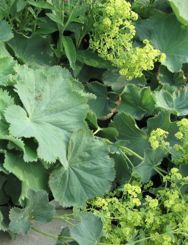 green plants with large leaves and flowers growing in the ground next to eachother