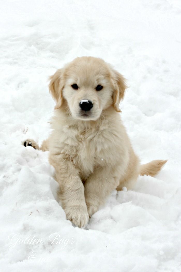 a puppy sitting in the snow with his paw up and looking at the camera,