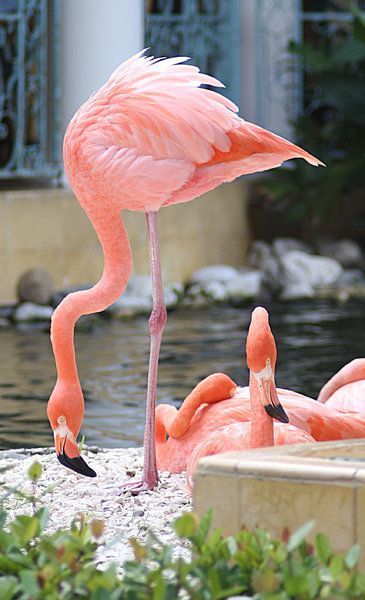 three flamingos are standing in the water near each other