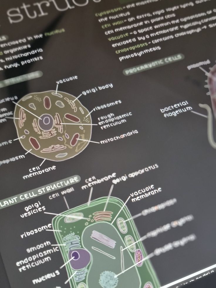 the structure of an animal cell is shown in this graphic above it's diagram