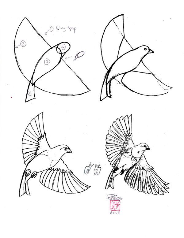 some drawings of birds flying in the sky