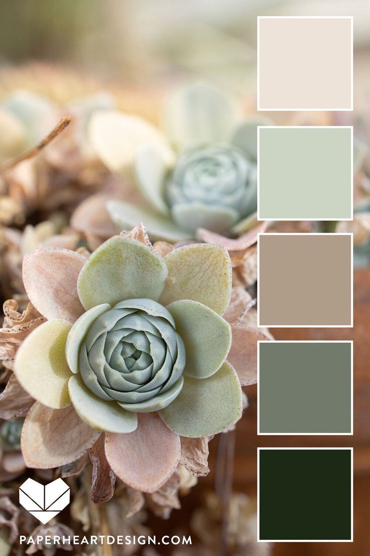 a succulent plant is shown in the center of a color palette with different shades