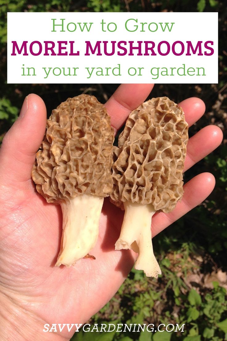 a hand holding two mushrooms with text overlay how to grow morel mushrooms in your yard or garden