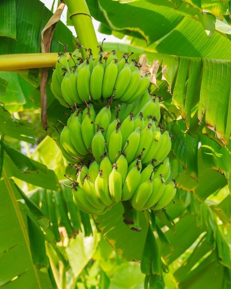 bunches of unripe bananas hanging from a banana tree