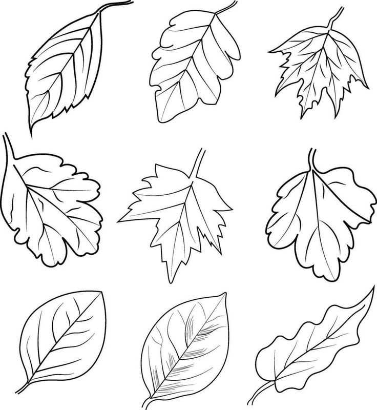 et of autumn falls Botanic leaf vector illustration autumn falling leaves sketch hand drawing, isolated image coloring page, and book, engraved ink art illustrations Falling Leaves Drawing, Autumn Leaf Drawing, Leaf Vector Illustration, Fall Leaves Drawing, Illustration Autumn, Leaves Drawing, Leaves Sketch, Leaf Vector, Leaf Drawing