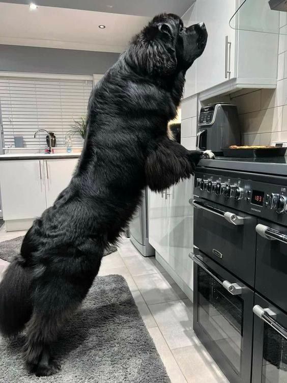 a large black dog standing on it's hind legs in front of an oven